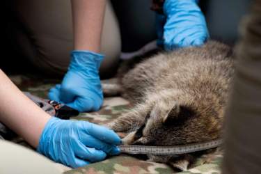 A student measures a raccoon