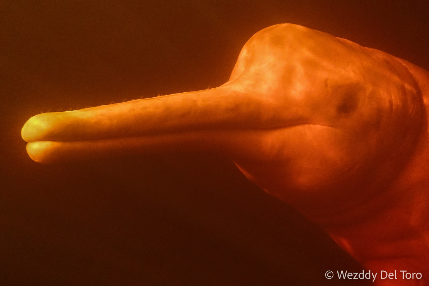 Amazon River Dolphin (Inia geoffrensis) underwater. Even though their coloration varies between grey and pink, they are locally known as “Boto Vermelho,” which means “Red dolphin.” This is because they sometimes appear more red when underwater.