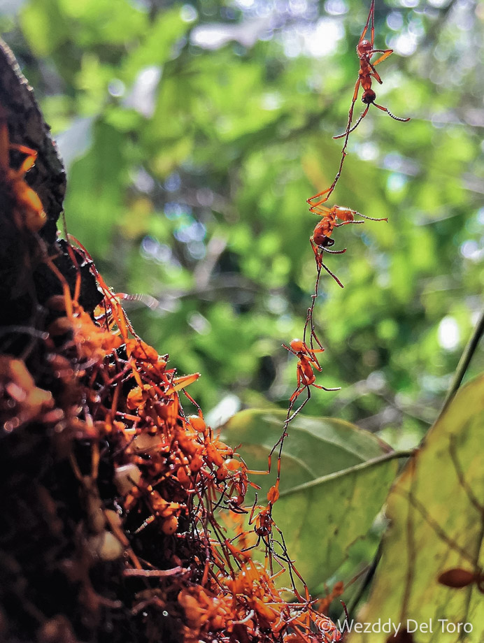 Army ants (Eciton sp.) building living bridges in their temporary nest during the flooded season.