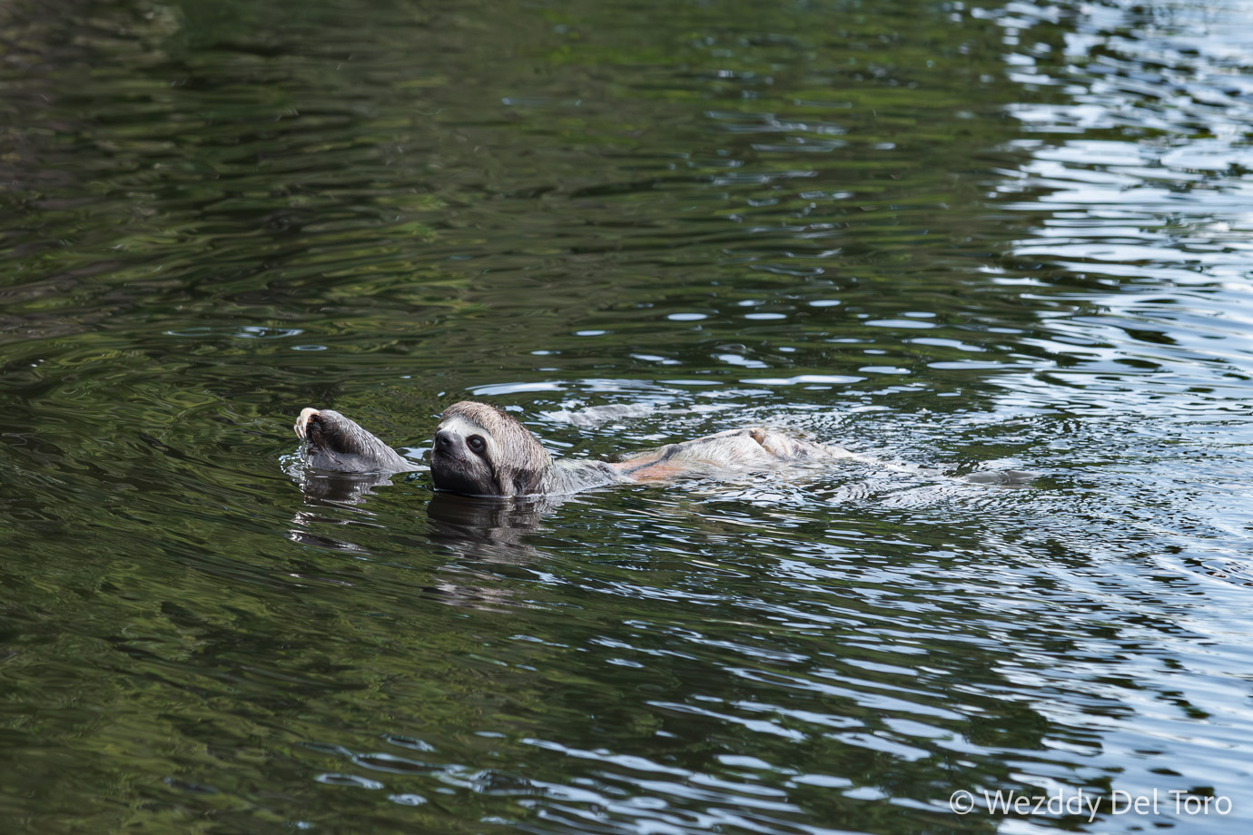 Male three-toed sloth (“preguiça-de-bentinho”, Bradypus variegatus) swimming during the flooded season.