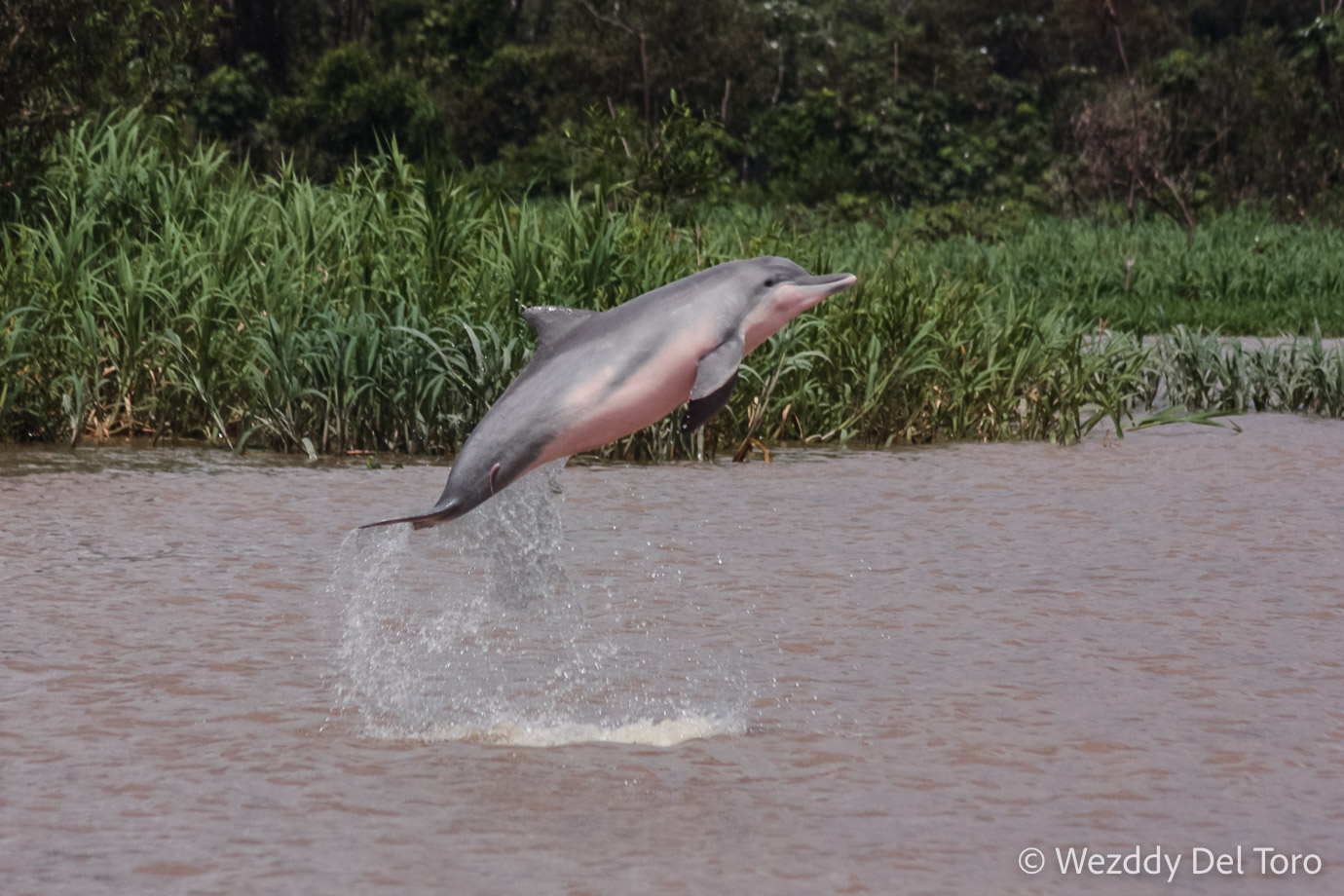 A grey river dolphin (“Tucuxi”, Sotalia fluviatilis-Cetacea: Delphinidae) with a parasitic freshwater canero catfish (“Candiru”, Siluriformes: Trichomycteridae) attached to its body in between the fluke and the abdomen. The “Tucuxi” is the only member of the Delphinidae family living in freshwater habitats in the Amazon River Basin.
