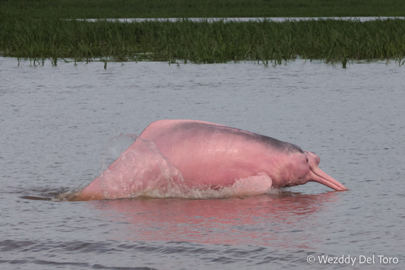 An Amazon river dolphin, also known as “pink river dolphin” (“boto vermelho”, Inia geoffrensis-Cetacea: Iniidae). This species doesn’t usually leap above the water, so seeing them like this is rare. Most adult males and some females are predominantly pink, like the one seen in this photo.