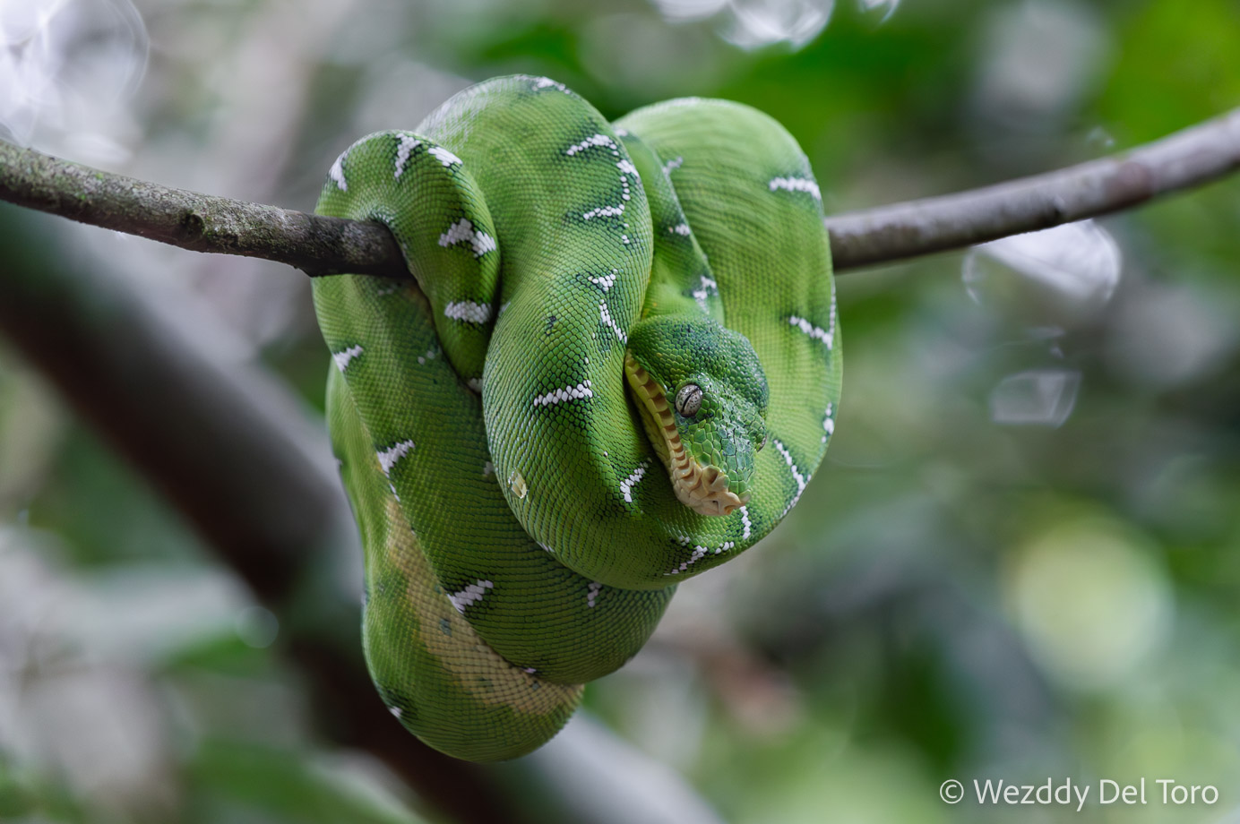Emerald tree boa snake (“Cobra papagaio”, Corallus caninus)  resting on a vine after coming out of the water.