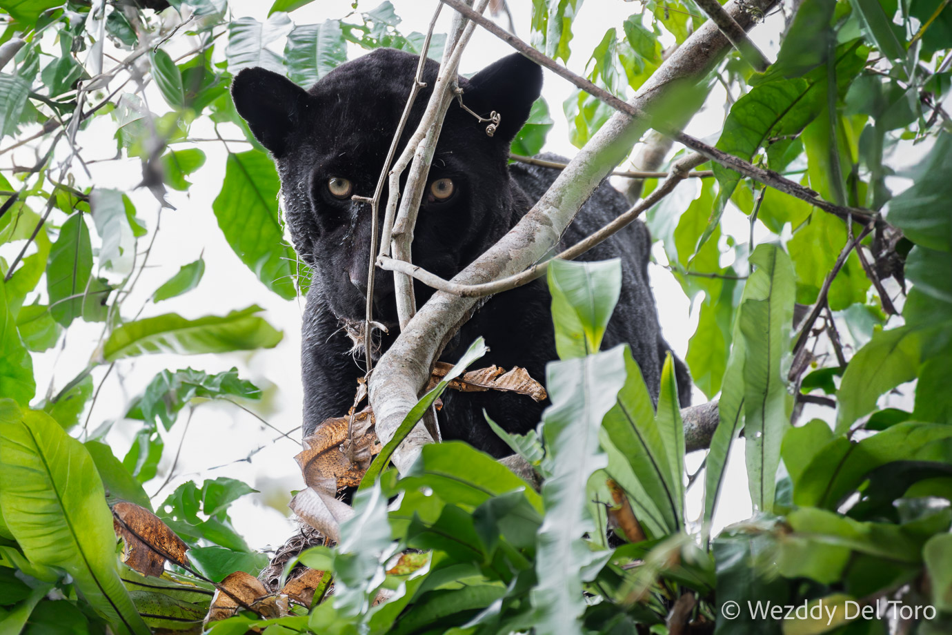 Male melanistic jaguar (“onça-preta” Panthera onca) on top of a tree, eating a sloth (“preguiça," Bradypus variegatus) during the flooded season. Notice some of the sloth’s hair in the jaguar’s mouth and the sloth carcass at the bottom.
