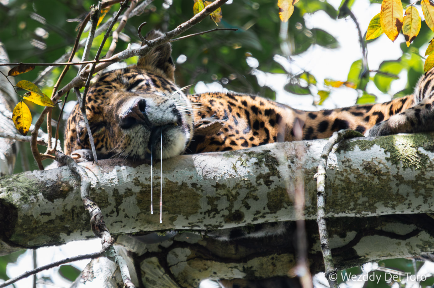 Jaguar (“onça-pintada,” Panthera onca) sleeping (and drooling) on a tree branch during the flooded season.