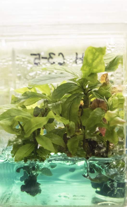 Franklinia in a plexiglass growing box