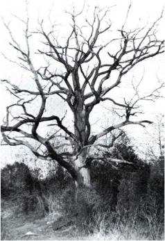American chestnut tree killed by chestnut blight