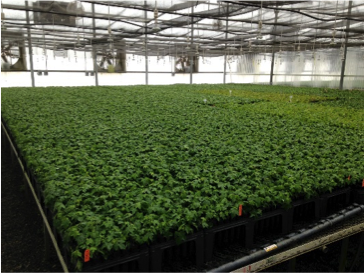 ArborGen production of hybrid sweetgum clones via rooted cuttings