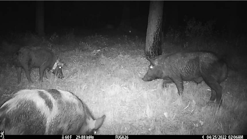 A black-and-white image of pigs caught on camera at night