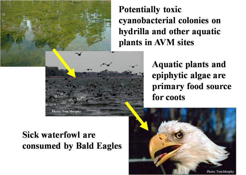 Graphic showing how cyanobacteria go from hydrilla to coots to eagles