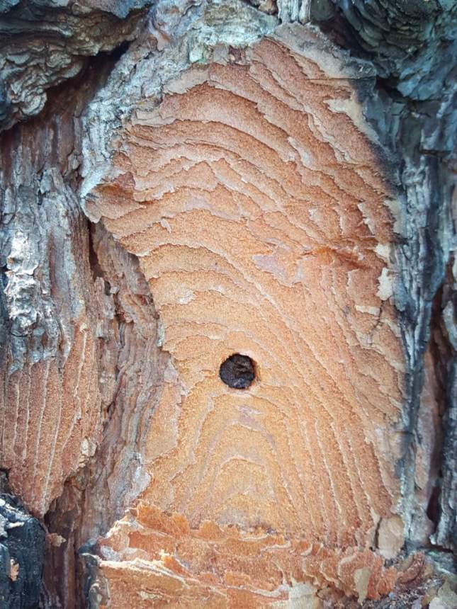 Leptographium-innoculated pine