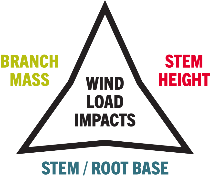 A triangle with the words "wind load impacts" in the center. The words "stem height" are shown in red on the upper right hand corner of the triangle. The words "branch mass" are displayed in green on the upper left corner of the triangle, while the words "stem/root base" is written in blue across the bottom of the triangle.