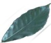 pawpaw leaf