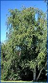 european white birch