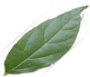 sweet shrub leaf