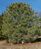 himalayan pine