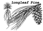 Long leaf pine