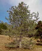 austrian pine