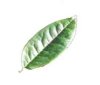 sourwood