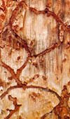 beetle tracks in wood