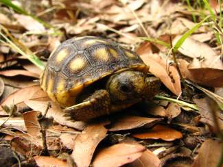 A hatchling gopher tortoise can easily be camouflaged by the fall leaves. (Submitted photo)