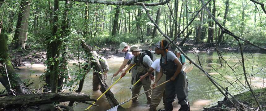 Students walk through a creek to collect fish
