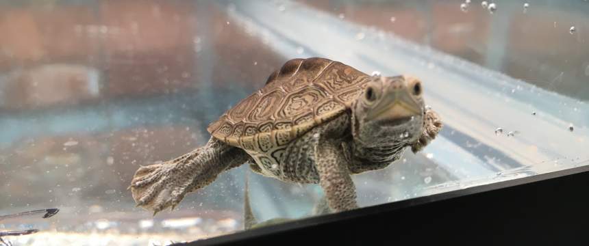 A juvenile terrapin turtle