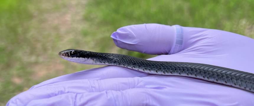 A snake is held by a gloved hand
