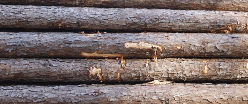 Logs sit on a logging truck
