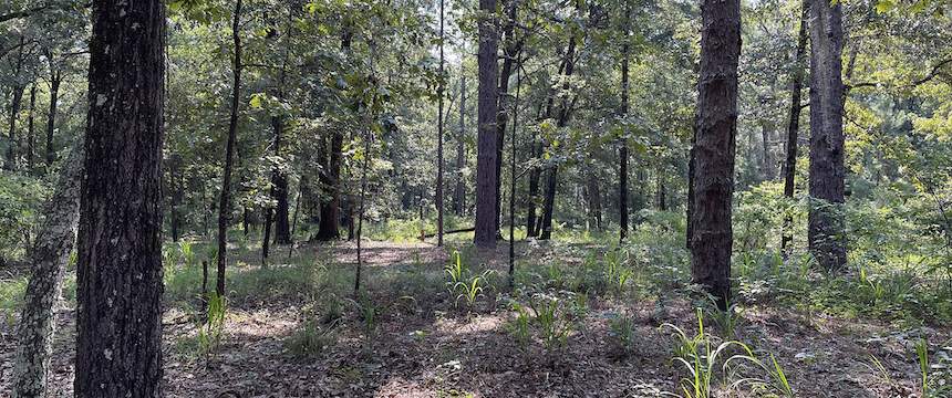 A wooded area on the property