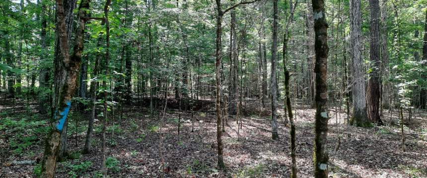 A stand of hardwood trees.