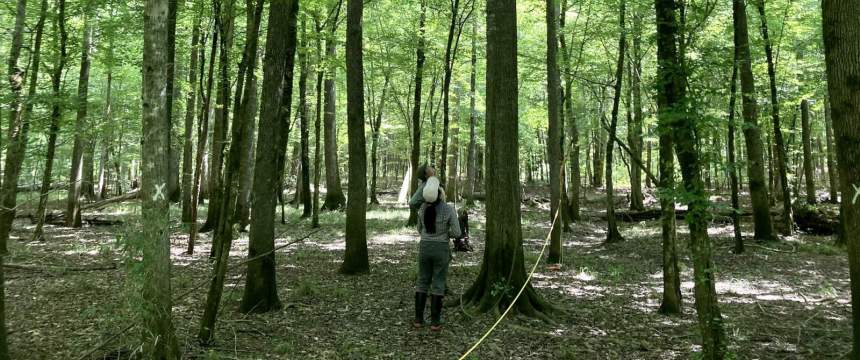 Students take measurements in a forest