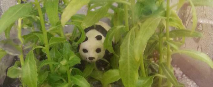 A small panda can be seen inside a growing container.