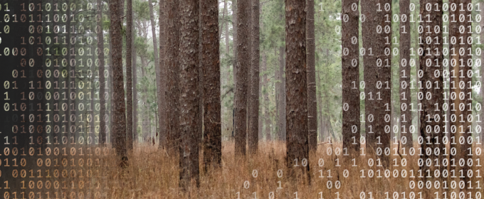A photo illustration of trees with digital text