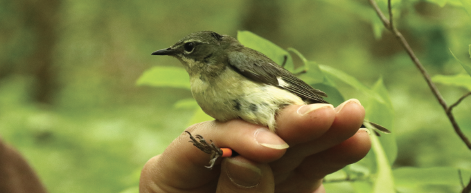 Clay Delancey holds a black-throated blue warbler